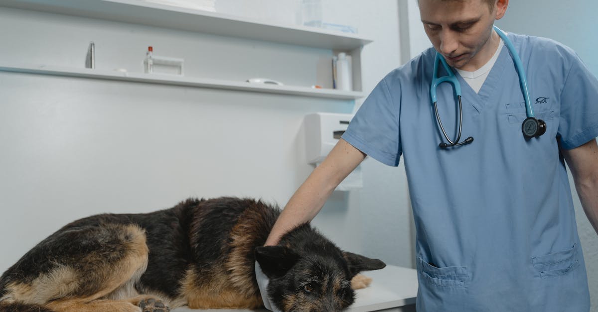 entdecken sie wertvolle informationen zur gesundheit ihres haustiers! erfahren sie, wie sie die lebensqualität ihres treuen begleiters verbessern und häufige gesundheitsprobleme vermeiden können. tipps zu ernährung, bewegung und tierarztbesuchen für ein glückliches und gesundes leben ihres haustiers.
