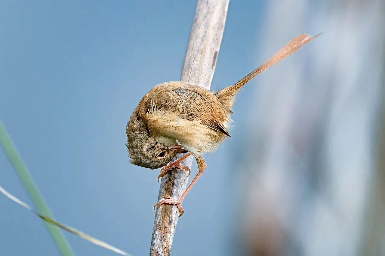 Wildlife-Safaris: Natur hautnah erleben