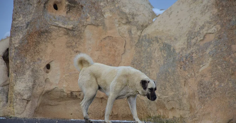 Kangal Beißkraft und Schutzverhalten im Detail