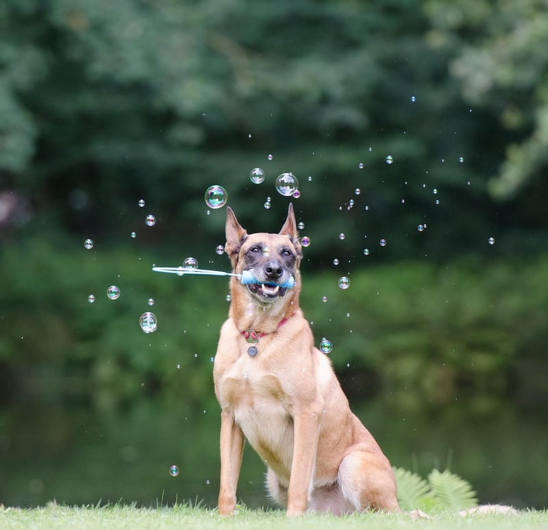 Belgischer Malinois 2026: So wird er der perfekte Familienbegleiter